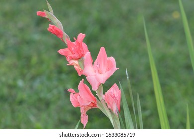 Franklin Vermont Flowers, Pink Gladiolus