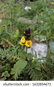 Franklin Vermont Flowers, Popcorn Plant