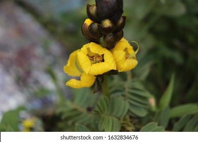 Franklin Vermont Flowers, Popcorn Plant