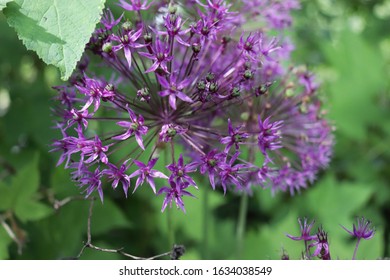 Franklin Vermont Flowers, Purple Allium