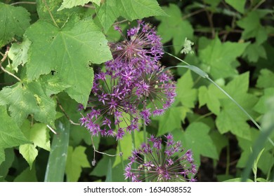 Franklin Vermont Flowers, Purple Allium