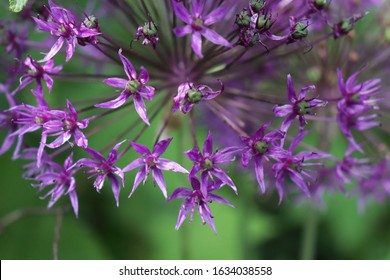 Franklin Vermont Flowers, Purple Allium