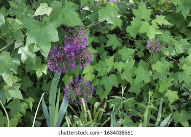 Franklin Vermont Flowers, Purple Allium