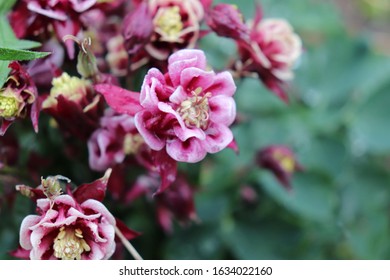 Franklin Vermont Flowers, Red Columbine