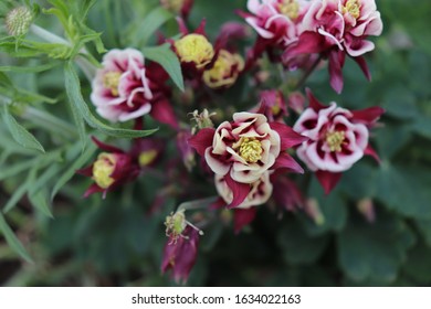 Franklin Vermont Flowers, Red Columbine