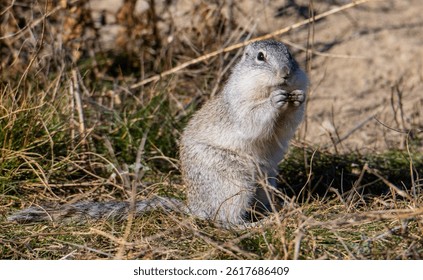 Franklin's ground squirrel in the spring