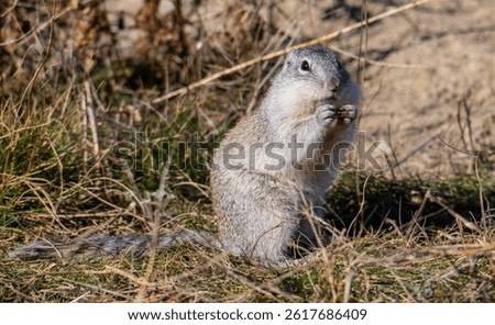 Franklin's ground squirrel in the spring