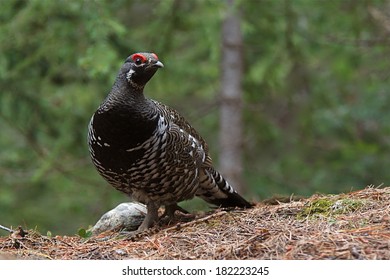 Franklin's Spruce Grouse, Falcipennis Canadensis, Adult Male In National Forest Evergreen Habitat Near The Washington State / Canada Border Grouse Hunting Upland Game Bird Hunting Small Game Hunting