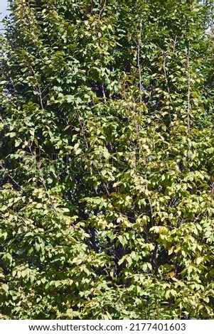 Frans Fontaine european hornbeam (Carpinus betulus 'Frans Fontaine')