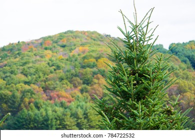 Fraser Fir And Fall Mountains