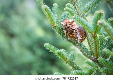 Fraser Fir Tree