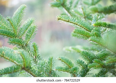 Fraser Fir Tree