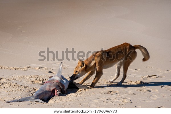 Fraser\
Island Dingo feasts on a small shark washed up by the tide. Dingos\
regularly eat fish as part of their diet. Fraser Island has the\
only pure strain of dingo left in\
Australia.
