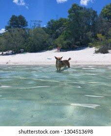 Fraser Island - Lake McKenzie- Baby Dingo