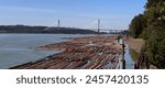 Fraser River with rafts of logged trees