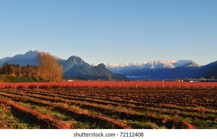 Fraser Valley Blueberry Farm In Winter Near Maple Ridge