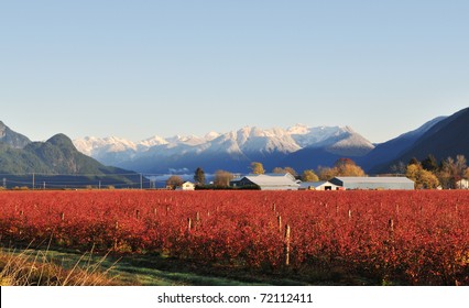 Fraser Valley Blueberry Farm In Winter Near Maple Ridge