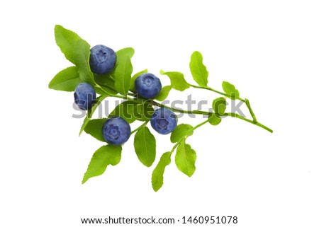 Frash blueberry branch isolated on white background