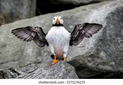 Fratercula arctica. Atlantic puffin portrait. Atlantic puffin wings. Arctic puffin. Puffin portrait