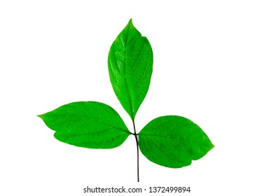 Fraxinus Americana On The White Background