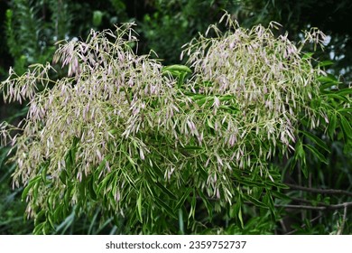 Fraxinus griffithii (Griffith's ash) Samaras. Oleaceae evergreen tree native to Southeast Asia. It blooms small white flowers in summer and produces samara in early fall. - Shutterstock ID 2359752737