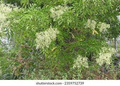 Fraxinus griffithii (Griffith's ash) Samaras. Oleaceae evergreen tree native to Southeast Asia. It blooms small white flowers in summer and produces samara in early fall. - Shutterstock ID 2359752739