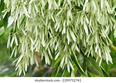 Fraxinus griffithii (Griffith's ash) Samaras. Oleaceae evergreen tree native to Southeast Asia. It blooms small white flowers in summer and produces samara in early fall. - Shutterstock ID 2359752741