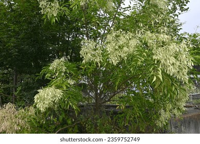 Fraxinus griffithii (Griffith's ash) Samaras. Oleaceae evergreen tree native to Southeast Asia. It blooms small white flowers in summer and produces samara in early fall. - Shutterstock ID 2359752749