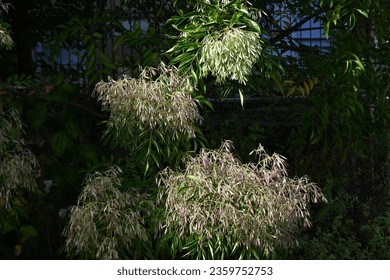 Fraxinus griffithii (Griffith's ash) Samaras. Oleaceae evergreen tree native to Southeast Asia. It blooms small white flowers in summer and produces samara in early fall. - Shutterstock ID 2359752753