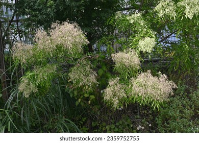 Fraxinus griffithii (Griffith's ash) Samaras. Oleaceae evergreen tree native to Southeast Asia. It blooms small white flowers in summer and produces samara in early fall. - Shutterstock ID 2359752755