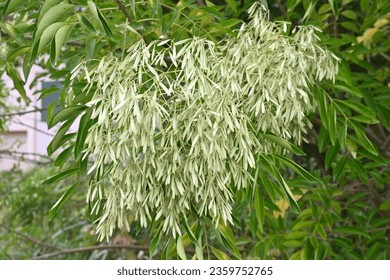 Fraxinus griffithii (Griffith's ash) Samaras. Oleaceae evergreen tree native to Southeast Asia. It blooms small white flowers in summer and produces samara in early fall. - Shutterstock ID 2359752765