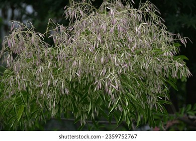 Fraxinus griffithii (Griffith's ash) Samaras. Oleaceae evergreen tree native to Southeast Asia. It blooms small white flowers in summer and produces samara in early fall. - Shutterstock ID 2359752767
