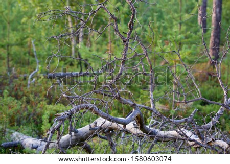 Freakish branches of a dead fallen pine in a boreal forest. Season: Summer 2019 