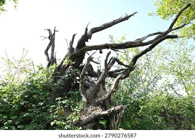 freaky patterns in the tree roots that look like a horror film monster
