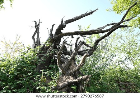 freaky patterns in the tree roots that look like a horror film monster