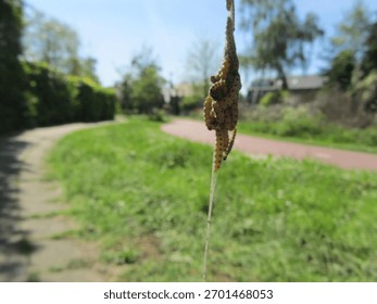 freaky worms in the spring