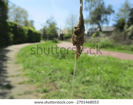freaky worms in the spring