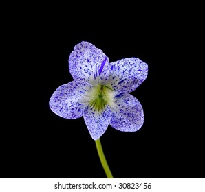 Freckled Violet - Viola Sororia