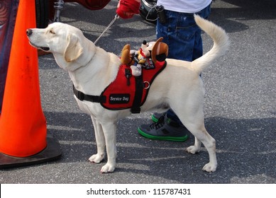 FREDERICK, MD- SEPTEMBER 16: White Labrador Service Dog At A Car Show On Sept. 16, 2012 In Frederick, MD USA. Alzheimer's Association Benefit Car Show At Motor Vehicle Administration In Maryland.