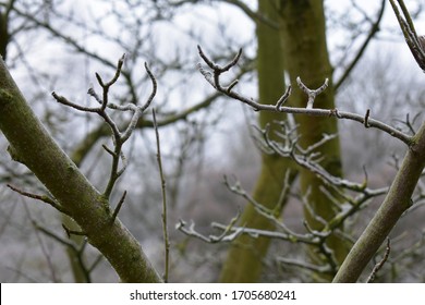 Free air branches frozen by low temperatures