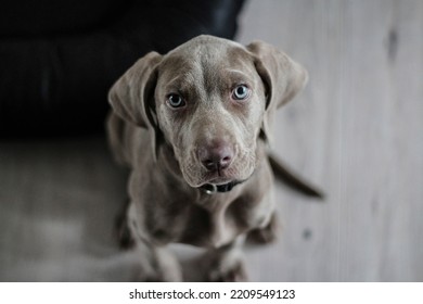 Free black dog with blue eyes image, public domain animal CC0 photo.