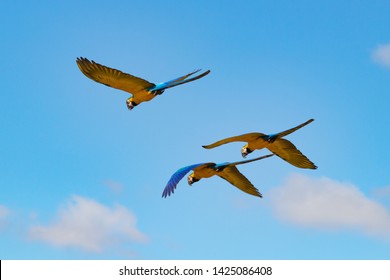 Free Brazilian Birds Macaw arara caninde
