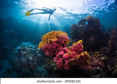 Free diver swimming underwater over vivid coral reef. Red Sea, Egypt - Shutterstock ID 393581101