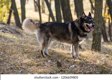 German Shepherd Husky Mix Images Stock Photos Vectors Shutterstock