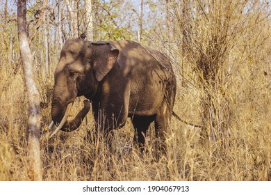 Free Elephant Hd Stock Images Shutterstock