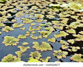 The Free Floating Aquatic Plants, Feathered Mosquitofern (Azolla Pinnata) In The Pond.