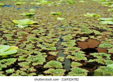 The Free Floating Aquatic Plants, Feathered Mosquitofern (Azolla Pinnata) In The Pond.