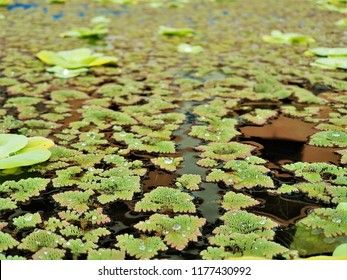 The Free Floating Aquatic Plants, Feathered Mosquitofern (Azolla Pinnata) In The Pond.