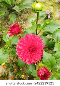 free flowers photo download now