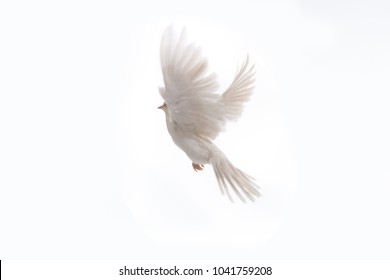 Dove Shape Stock Photos, Images & Photography | Shutterstock